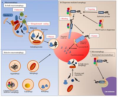 Biological Functions and Therapeutic Potential of Autophagy in Spinal Cord Injury